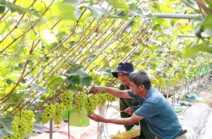 Ứng dụng công nghệ số trong sản xuất nông nghiệp